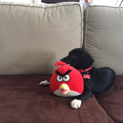 DogBehavior932's profile picture. Pet Care, Dog Walking, Pet Sitting, Prospective Dog Trainer