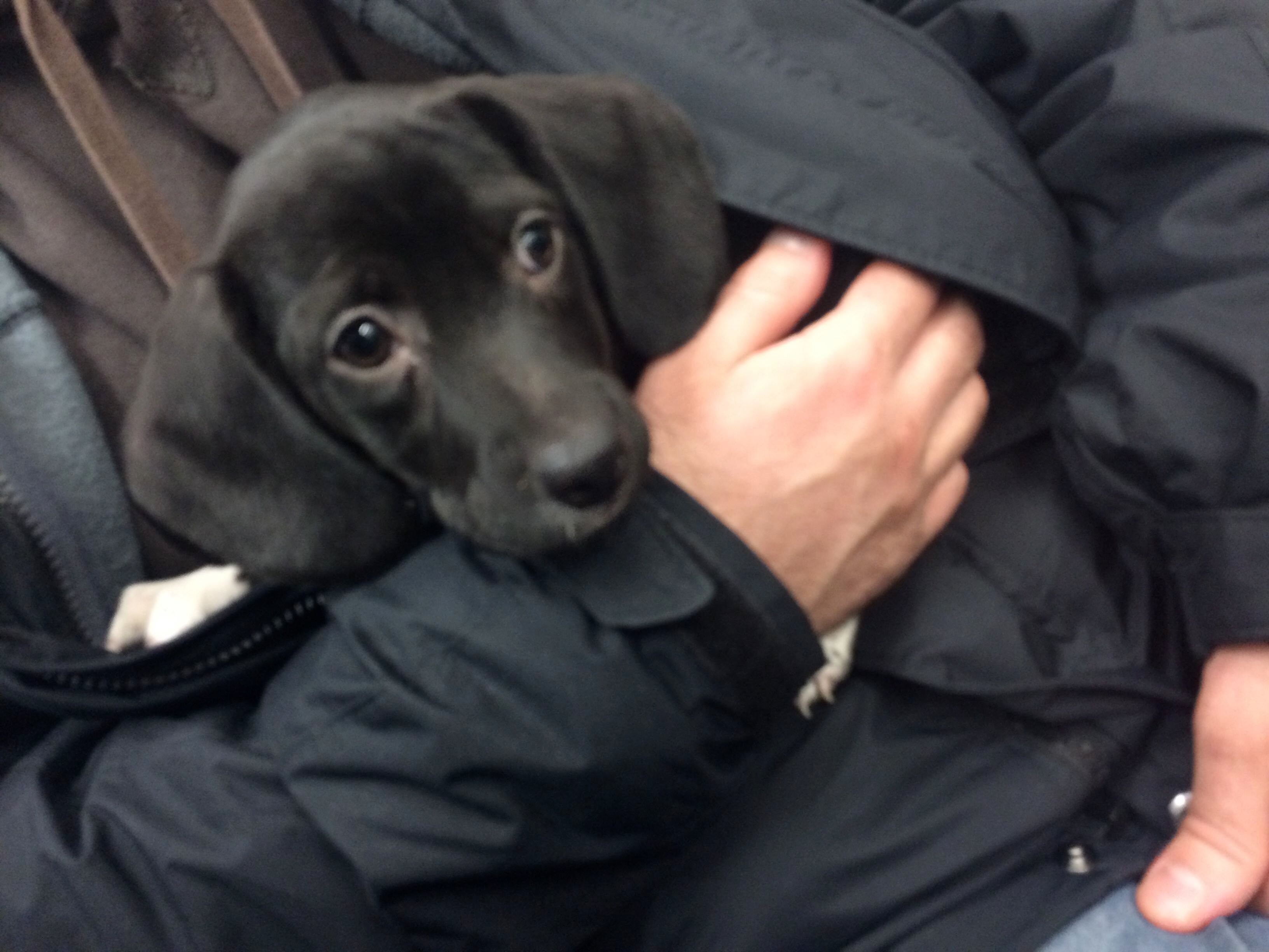 AnyaThePup's profile picture. Prospective Dog Trainer, Puppy Parent, Shelter Volunteer, Dog Walker, Pet Sitter