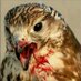 aloheid (@aloheid) Twitter profile photo