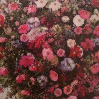 maha76kh's profile picture. هناك في زوايا قلبه سكنت بعد أن احتل قلبي..
الكويت