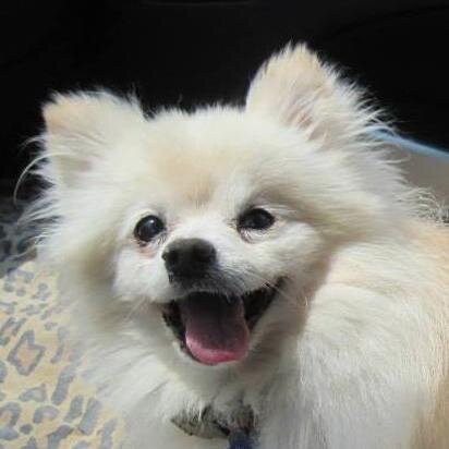 Saving God's creatures...one dog at a time; Charity causes, Human Rights
