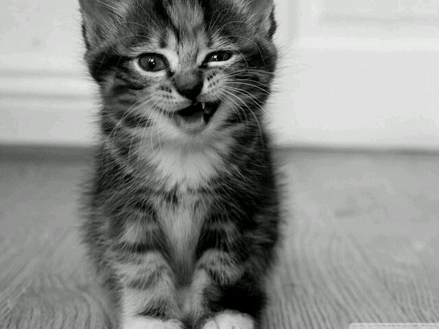 I LOVE YOU NORMAN REEDUS FOLLOW ME PLEASE