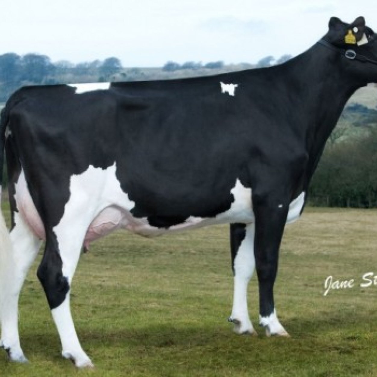 Happy Cows, Healthy Milk