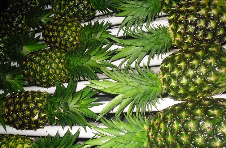 Proveedores de frutas y hortalizas frescas al por mayor.
email:johnjam.2010kt@gmail.com
cels:3217042918 / 3012127802
http://t.co/D6s4gaea8T