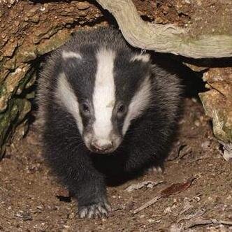 Re-tweeting mammal sightings from around the UK. Including highlights from our @wildlife_uk account and those tweeted directly to this account.