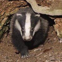 Mammal Sightings(@mammals_uk) 's Twitter Profileg