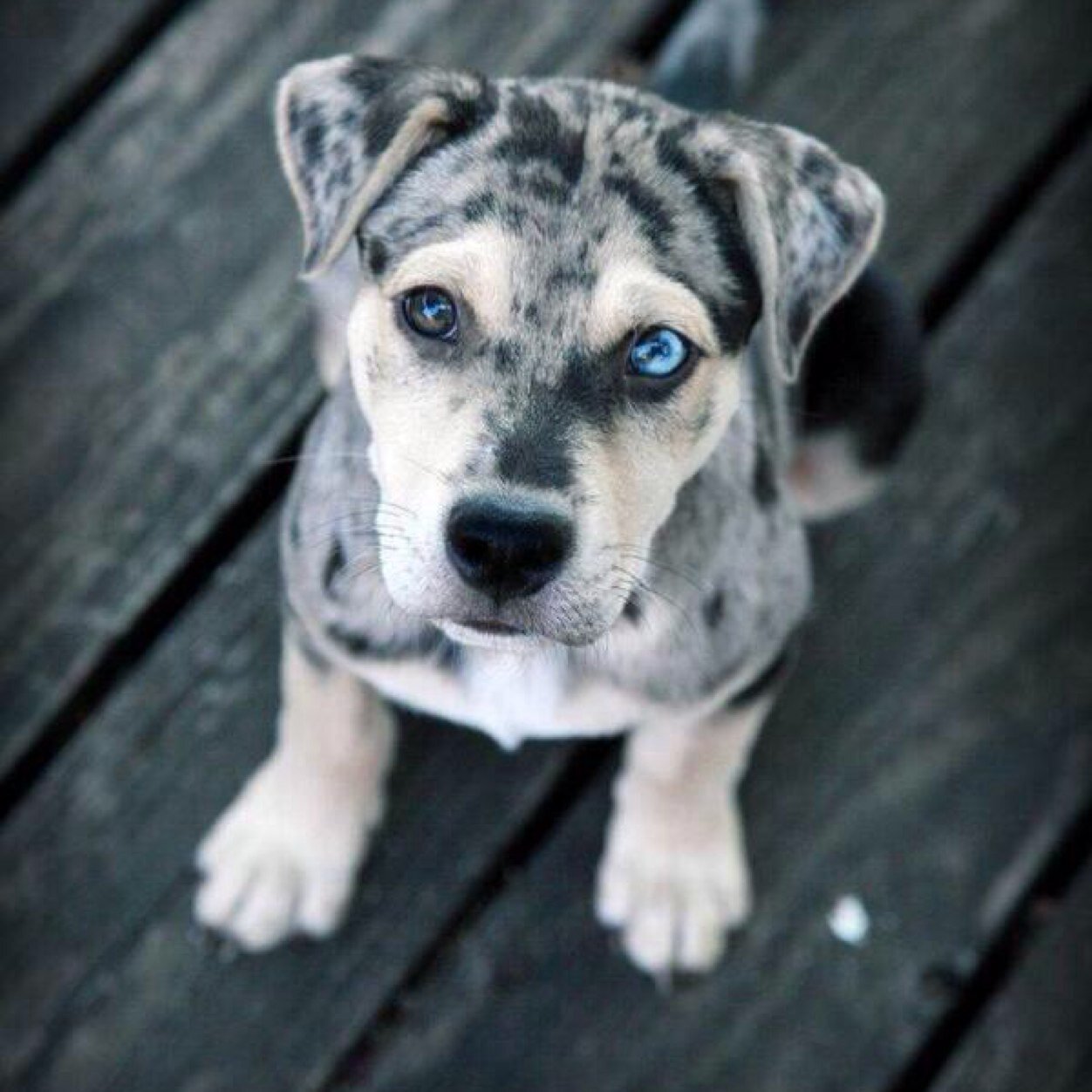 cutest pups of twitter