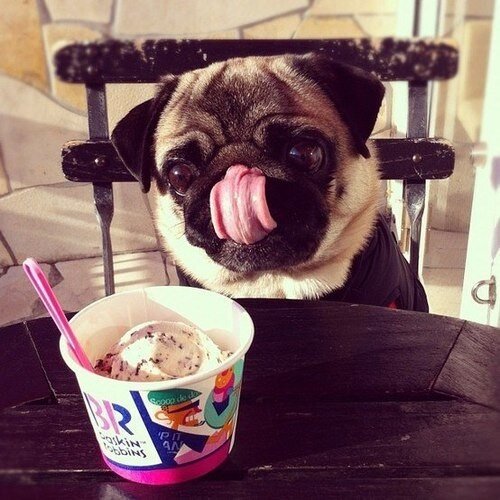 We are pug lovers!! Send us a picture from your pug and we will post it! Follow us, we follow back!! PUG NATION