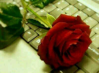 zsahar231416's profile picture. 