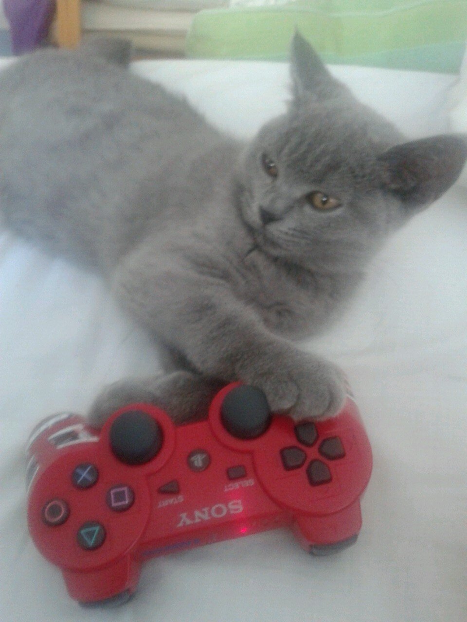 Aficionado a los videojuegos, animes, ...