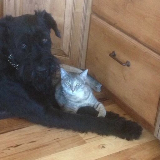 smallcatbigdog Profile Picture