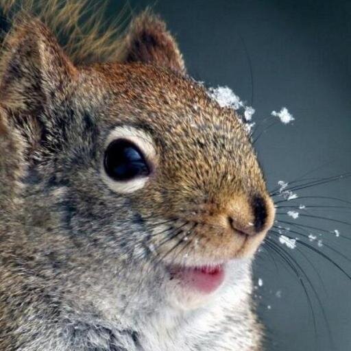SquirrelsofIUP's profile picture. Gossip Squirrel here, your one and only source into the scandalous lives of IUP's undergrads.