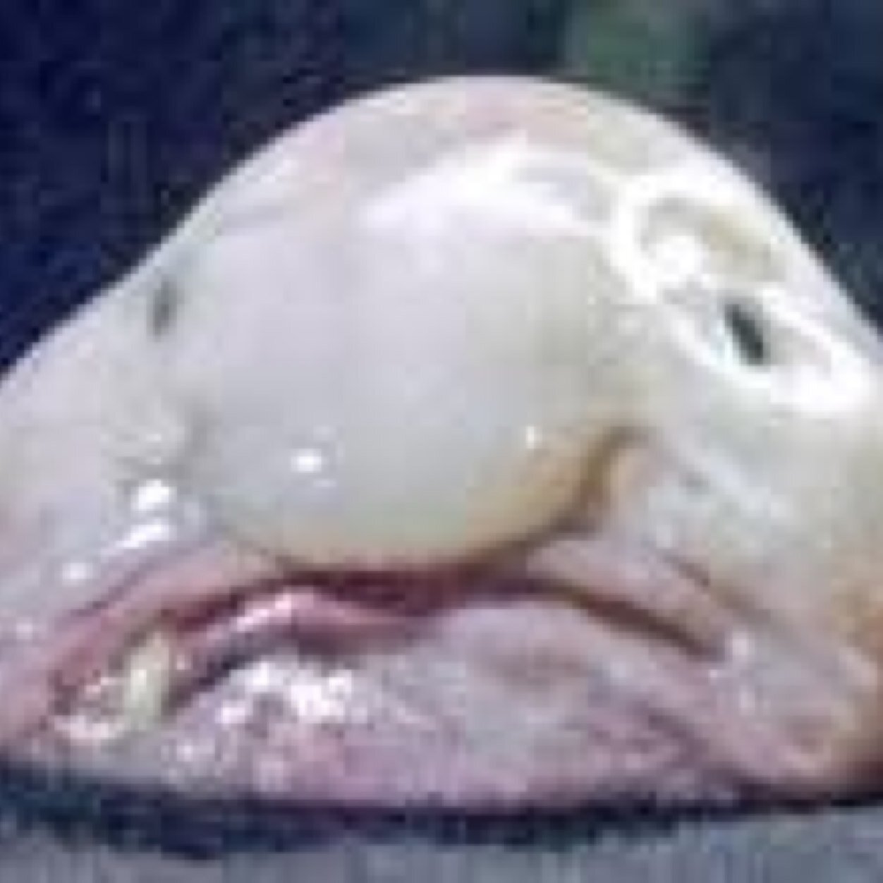 BlobVisjes Zijn Liefd :D
