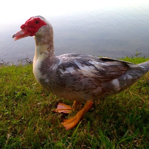 FAUDucks's profile picture. Feed us snacks