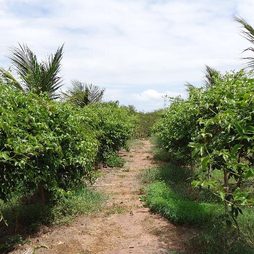 Santa Quitéria - Ceará