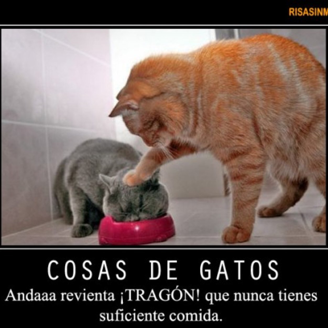 AxelAxem's profile picture. I LIKE CAT'S