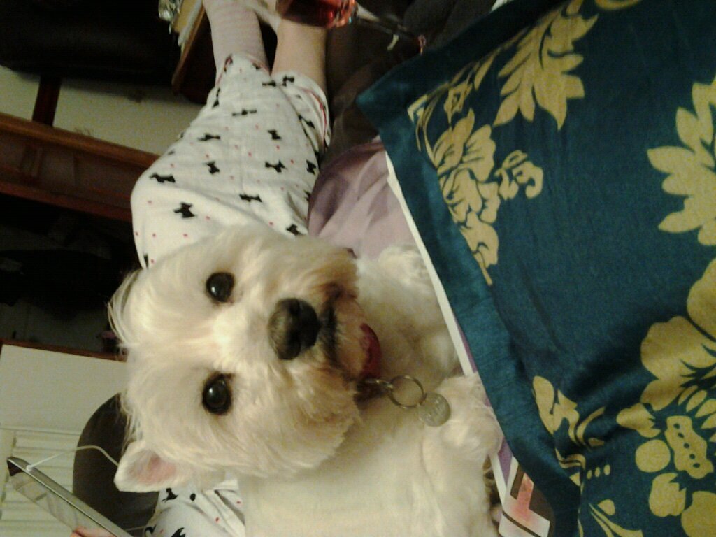 53Jane1's profile picture. Champagne and Cava taster, Football - LFC - Justice for the 96 YNWA, WCFC, WCFCST Board Member, Westies x 2, Reading, Walking, Writing,