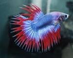 Jual Ikan cupang hias
Grosir dan Eceran