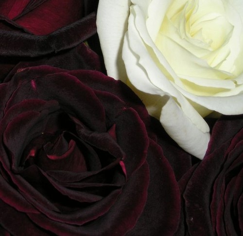 SportsWeddings's profile picture. Sports Themed Wedding Ideas