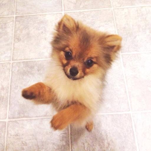 pomnamedfoxy's profile picture. Gettin' my tweet on while parent's aren't watching!