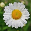 argelia perez - @argelia7273 - Twitter