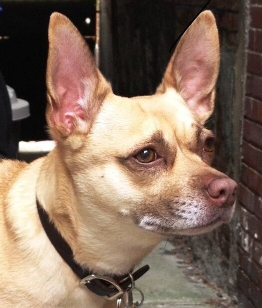Roxy tweets for Animal Adoption & Welfare. Social project by @Metrospective global PR agency founded by her dad. Follow me :) (R/T not endorsement.) #pawblicity