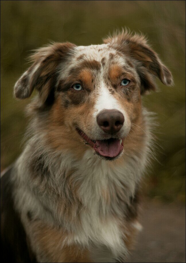 I'm Lance. I'm a Aussie Dog/Wolf. (Pack: None) (Taken by: None) (Theme: Falling to prices) #Male #Single