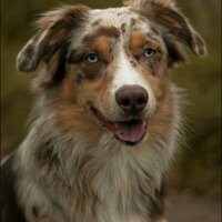 Lance (@lancedogwolf) 's Twitter Profile