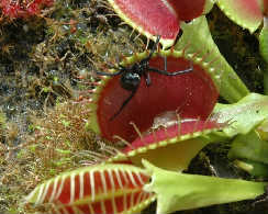 Carnivorous Plants How to Feed your Plant