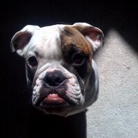 David Kieser (@davidkieser) 's Twitter Profile