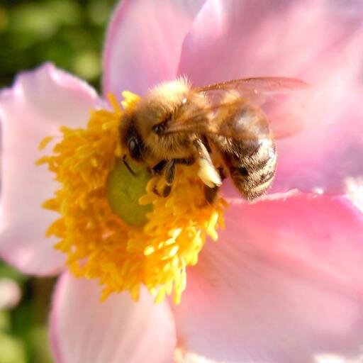 Sampson's Liquid Gold is a small beekeeping operation based in La Porte County, Indiana. We sell honey and other bee products from all naturally raised bees.