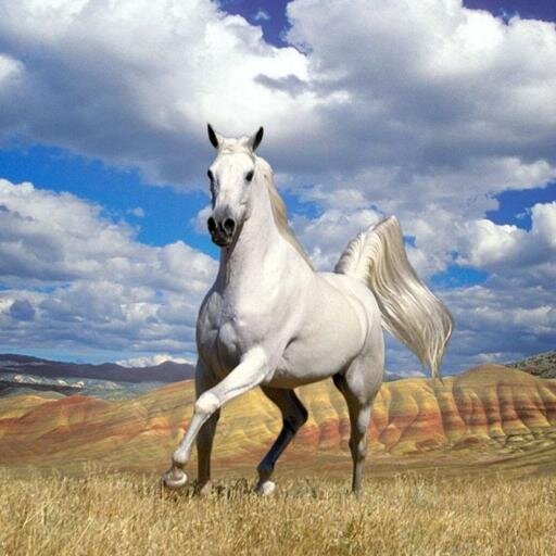 daydaviri's profile picture. 