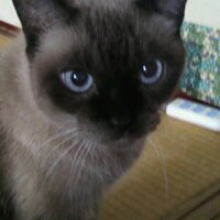 ウルフ (@medias697) 's Twitter Profile