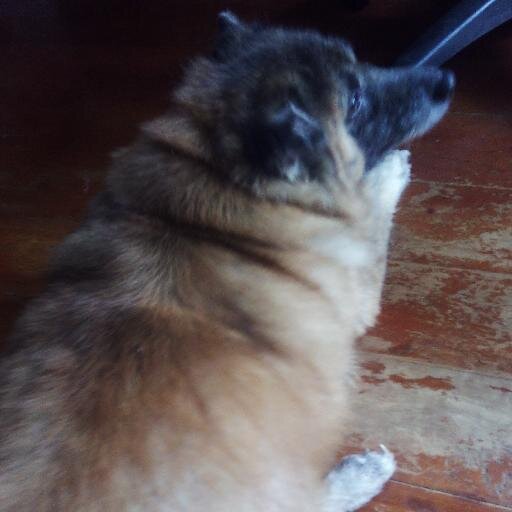 A daughter, sister, friend, news reporter, translator, dog person and cinephile