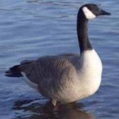 Angelsostenuto's profile picture. 今の時代に合わせた前向きなツイートを心掛けています。classic music、Vocaloid music、熱帯魚etc.