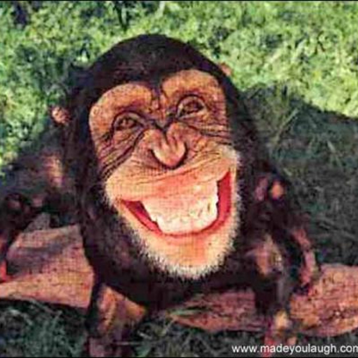 monkeydoopoo's profile picture. monkey doo poo