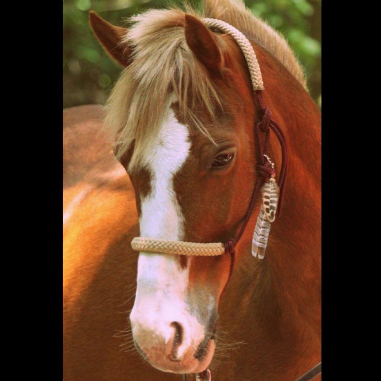 4EverLoveHorses's profile picture. ~ Beautiful. Like a horse ♡ ~