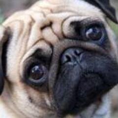Stock photo, illustration, web design, and I like pugs.