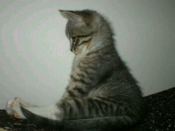 noanoa_my100's profile picture. 