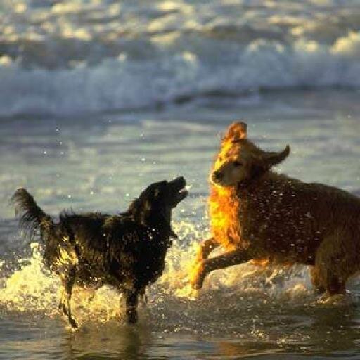Bringing together Dog Rescue Organisations and Shelters across Europe