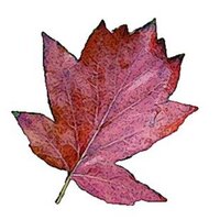 Chequertree (@chequertree1) Twitter profile photo