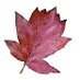 Chequertree (@chequertree1) Twitter profile photo Chequertree (@chequertree1) Twitter profile photo