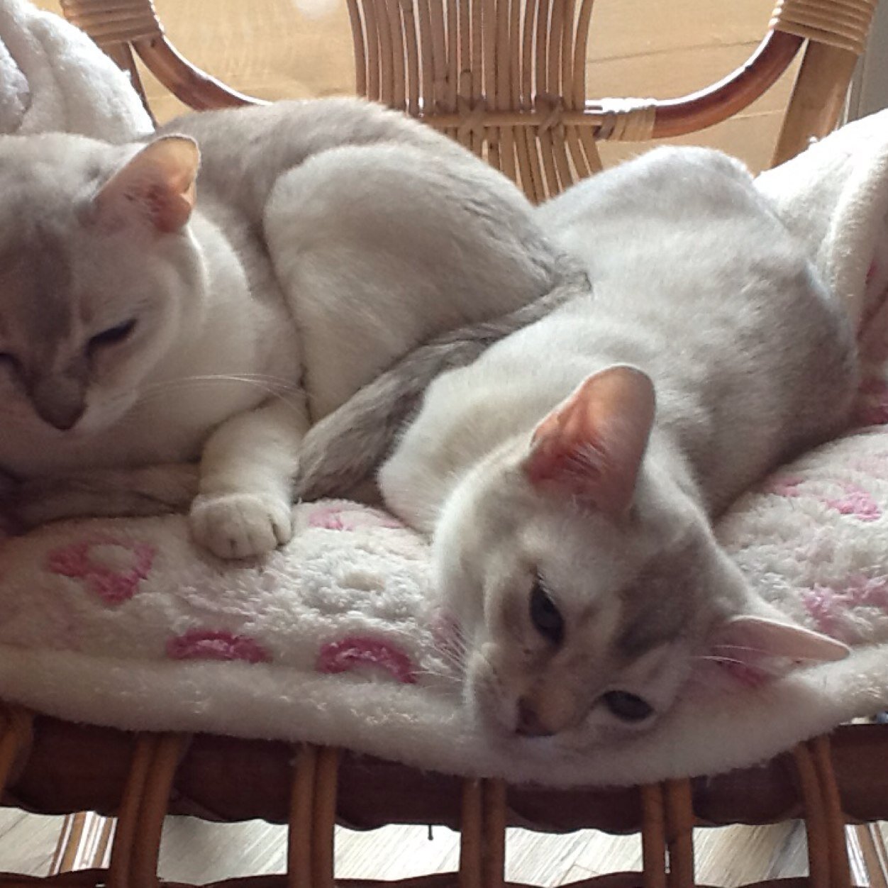 Allevamento di gatti burmese e burmilla.
Breeding Burmese and Burmilla cats.
Chatterie de chats de race Burmese and Burmilla.
Email: millefiabe@gmail.com