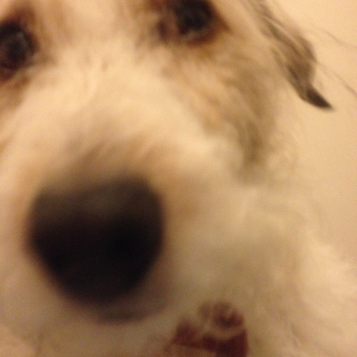 AArfaras's profile picture. 