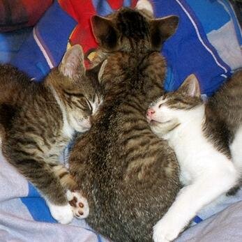 Katzen Geschwistergang. Zu Hause bei @bunterglitzer und @maniac_retarded