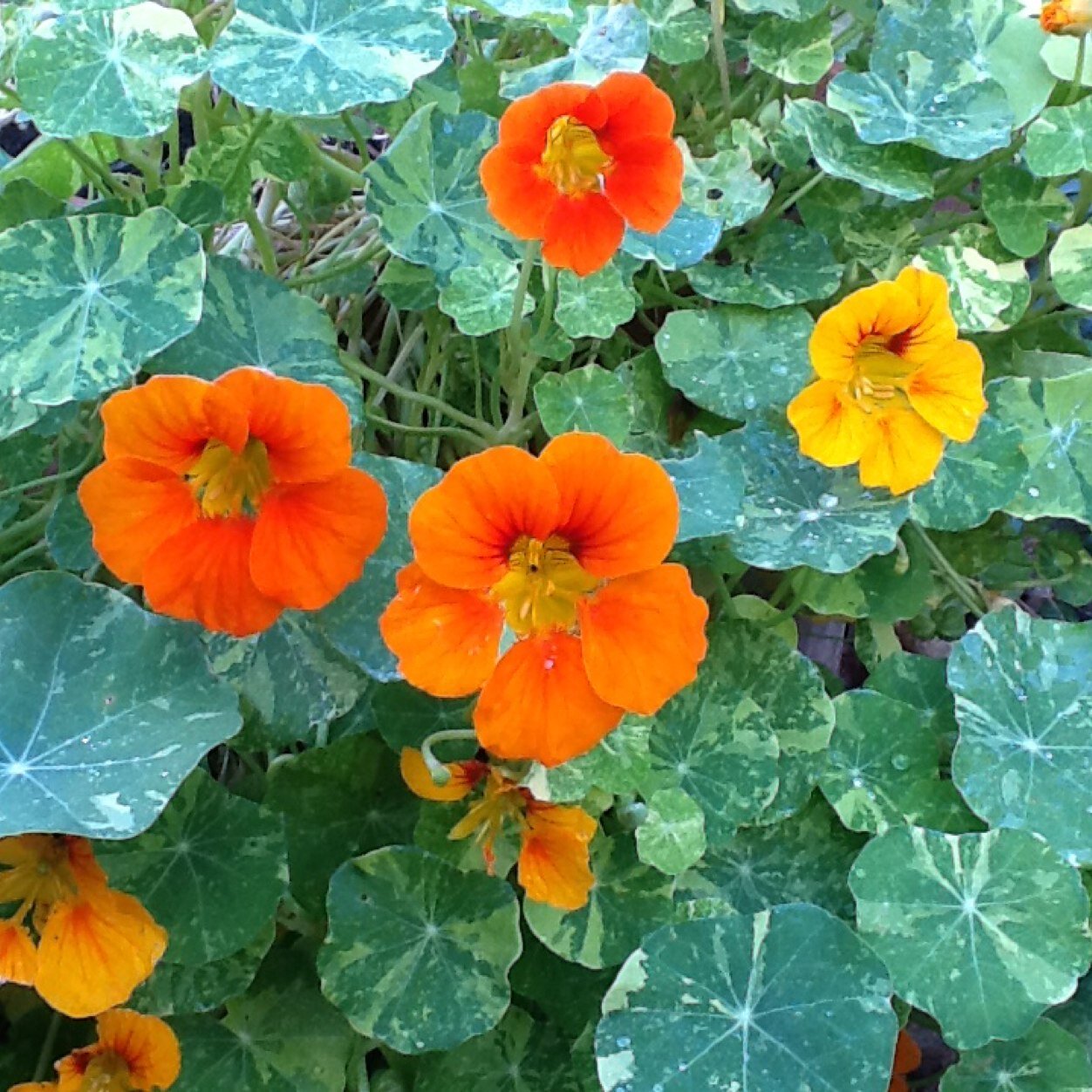 ChrisCarling3's profile picture. Cared for parents with different types of dementia. Book But Then Something Happened A Story of Everyday Dementia. Love yoga, singing, inspired by mountains