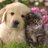 SPCATotifurpals's profile image