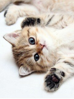 2604za's profile picture. я люблю побалтать,порядачная,чистюля,мастер на все руки