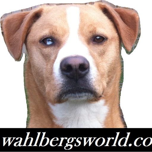 wahlbergsworld Profile Picture
