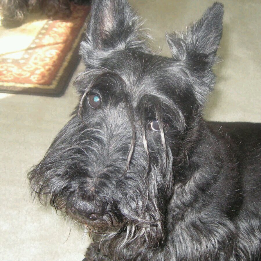 ChesapeakeBail's profile picture. Reuniting families since 1999